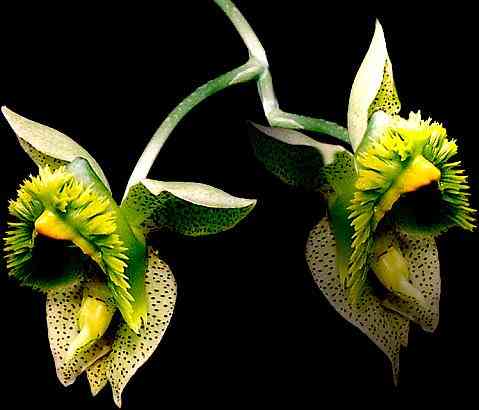 Catasetum fimbriatum